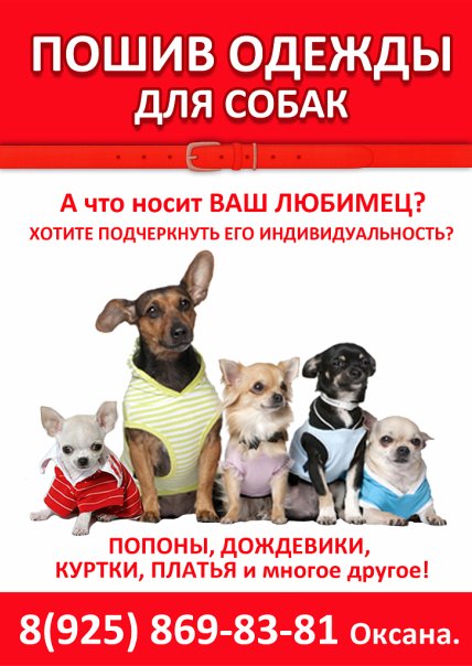 Бизнес на пошиве одежды для собак Бизнес на пошиве одежды для собак